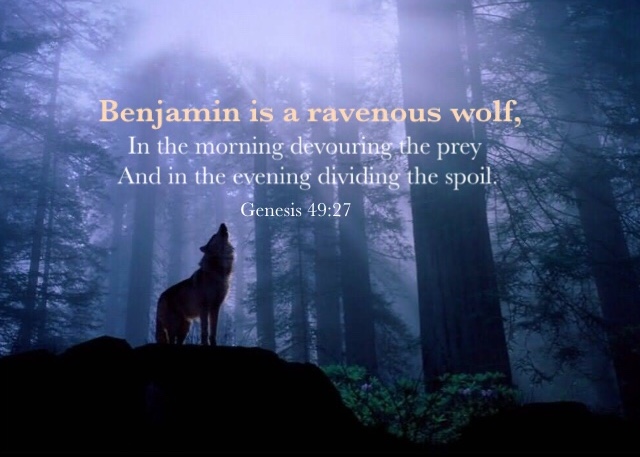 Genesis 49:27 Benjamin is a ravenous wolf, In the morning devouring the prey And in the evening dividing the spoil.