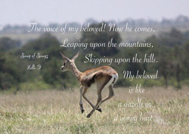 Song of Songs 2:8-9 The voice of my beloved! Now he comes, Leaping upon the mountains, Skipping upon the hills