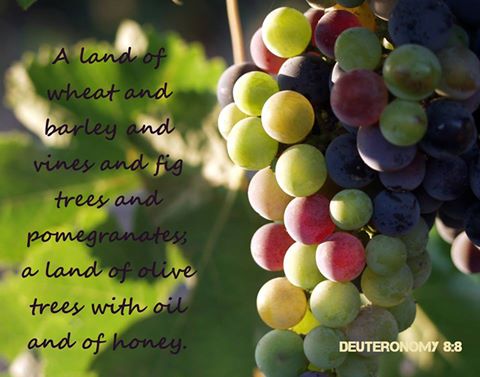 The Vine Tree Typifies Christ's Sacrifice to Produce Something to Cheer ...