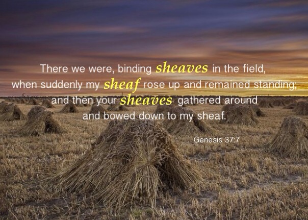 Genesis 37:7 There we were, binding sheaves in the field, when suddenly my sheaf rose up and remained standing; and then your sheaves gathered around and bowed down to my sheaf.