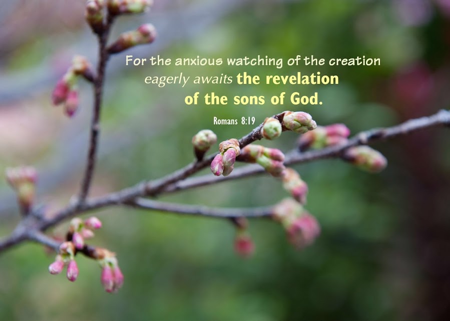 Romans 8:19 For the anxious watching of the creation eagerly awaits the revelation of the sons of God.