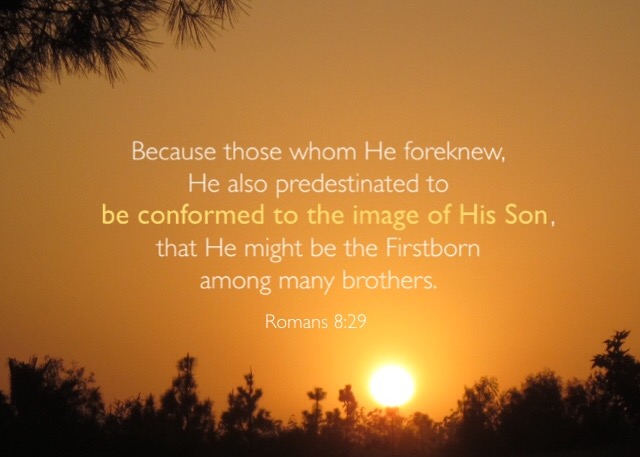 Romans 8:29 Because those whom He foreknew, He also predestinated to be conformed to the image of His Son, that He might be the Firstborn among many brothers.