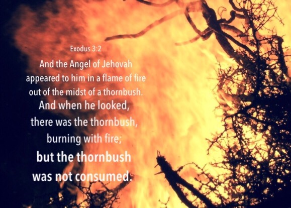 Exo. 3:2 And the Angel of Jehovah appeared to him in a flame of fire out of the midst of a thornbush. And when he looked, there was the thornbush, burning with fire; but the thornbush was not consumed.
